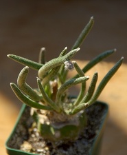 Городская выставка цветов, август 2008