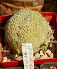 Городская выставка цветов, август 2008