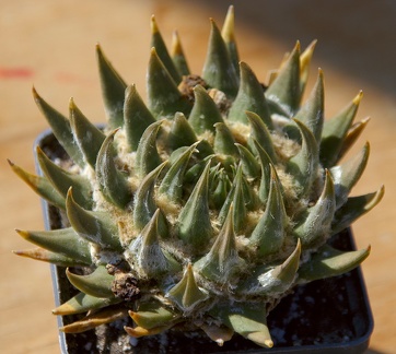 Городская выставка цветов, август 2008