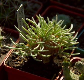 Городская выставка цветов, август 2008