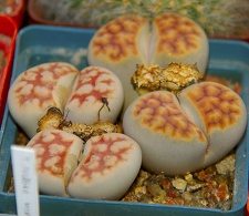 Городская выставка цветов, август 2008