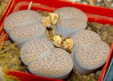 Городская выставка цветов, август 2008