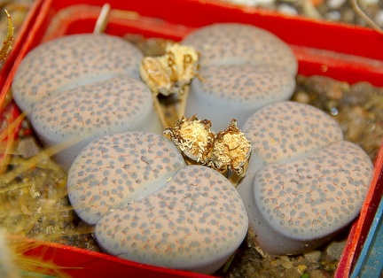 Городская выставка цветов, август 2008