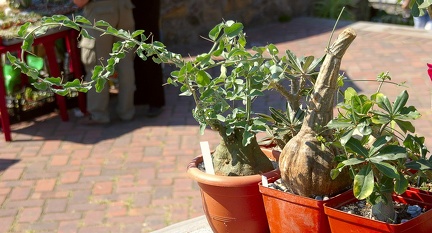 Городская выставка цветов, август 2008