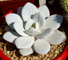 Городская выставка цветов, август 2008