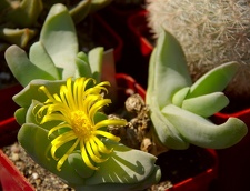 Городская выставка цветов, август 2008