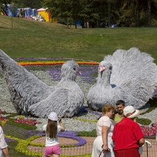 Городская выставка цветов, август 2008