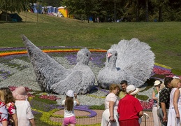 Городская выставка цветов, август 2008