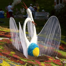 Городская выставка цветов, август 2008
