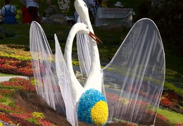 Городская выставка цветов, август 2008