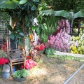 Городская выставка цветов, август 2008