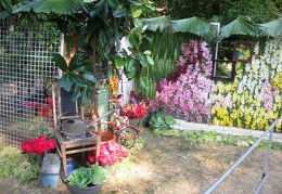 Городская выставка цветов, август 2008