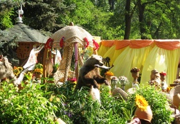 Городская выставка цветов, август 2008