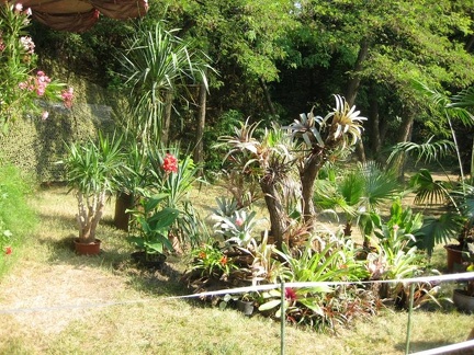 Городская выставка цветов, август 2008