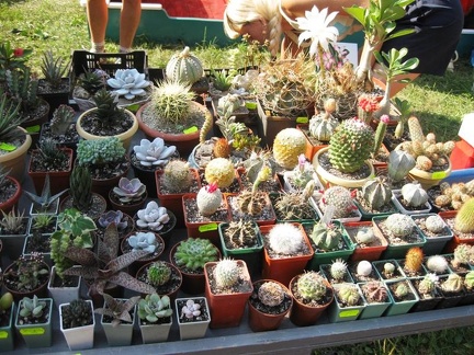 Городская выставка цветов, август 2008