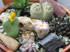 Городская выставка цветов, август 2008