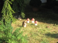 Городская выставка цветов, август 2008