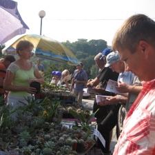 Городская выставка цветов, август 2008