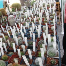 Городская выставка цветов, август 2008