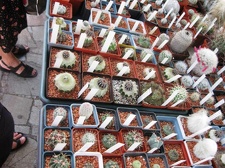 Городская выставка цветов, август 2008