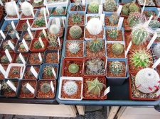 Городская выставка цветов, август 2008