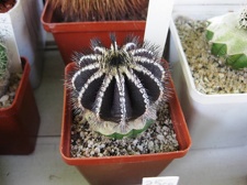 Городская выставка цветов, август 2008