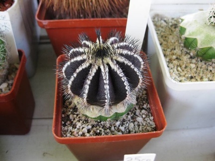 Городская выставка цветов, август 2008