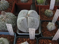 Городская выставка цветов, август 2008