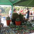 Городская выставка цветов, август 2008