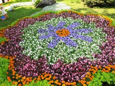 Городская выставка цветов, август 2008