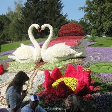 Городская выставка цветов, август 2008