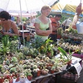 Городская выставка цветов, август 2008