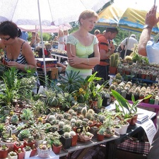 Городская выставка цветов, август 2008
