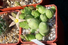 Выставка май 2006 (Киев)