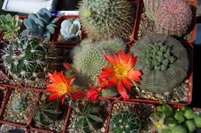 Выставка май 2006 (Киев)