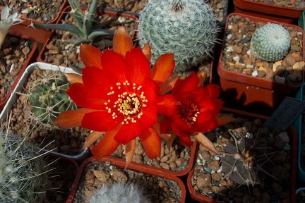 Выставка май 2006 (Киев)