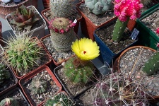 Выставка май 2006 (Киев)