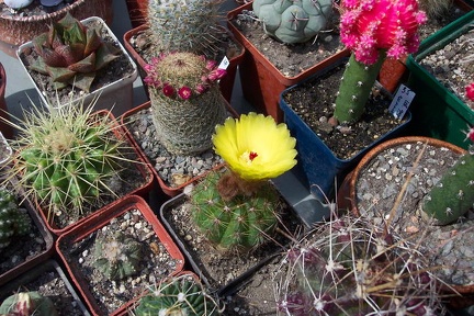 Выставка май 2006 (Киев)