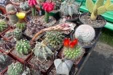 Выставка май 2006 (Киев)