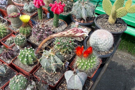 Выставка май 2006 (Киев)