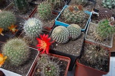 Выставка май 2006 (Киев)