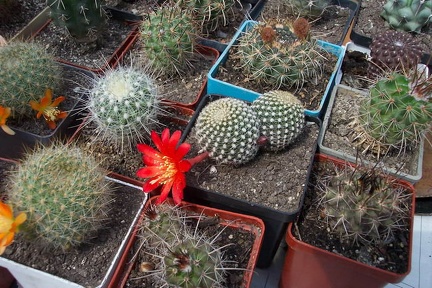 Выставка май 2006 (Киев)