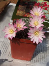 Выставка май 2006 (Киев)