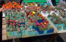 Выставка май 2006 (Киев)