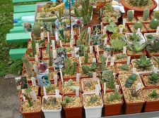 Выставка май 2006 (Киев)