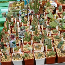 Выставка май 2006 (Киев)