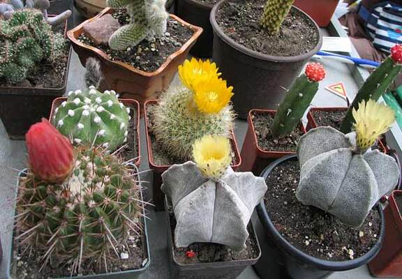 Выставка май 2006 (Киев)