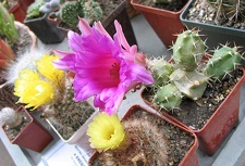 Выставка май 2006 (Киев)