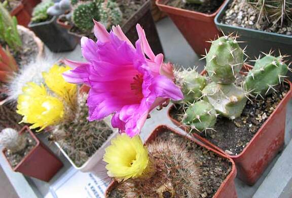 Выставка май 2006 (Киев)