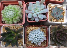 Выставка май 2006 (Киев)